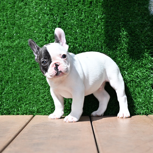 250227PDM-01アメリカ系コロコロボディーのフレンチブルドッグのパイド男の子です。-1
