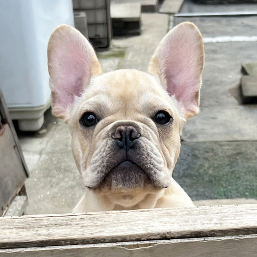 250210CRM-01Wアメリカ系コロコロボディーのフレンチブルドッグのクリーム男の子です。-1