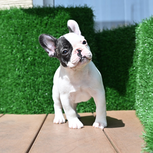 250227PDM-01アメリカ系コロコロボディーのフレンチブルドッグのパイド男の子です。-2
