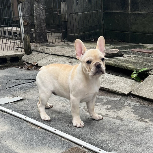 250210CRM-01Wアメリカ系コロコロボディーのフレンチブルドッグのクリーム男の子です。-2