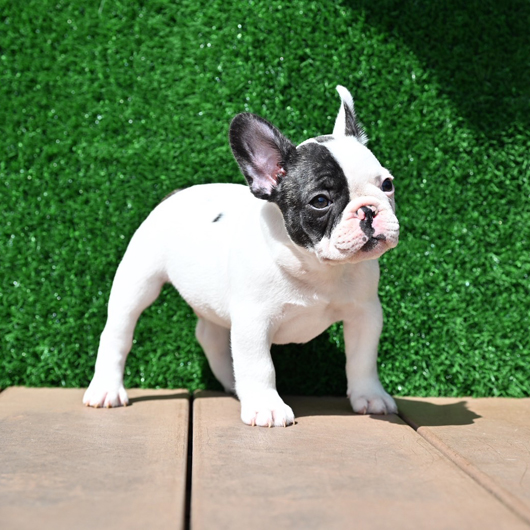 250227PDM-01アメリカ系コロコロボディーのフレンチブルドッグのパイド男の子です。-3
