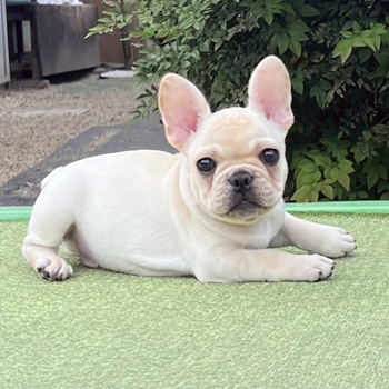 子犬販売で新しいクリーム男の子の写真を紹介！