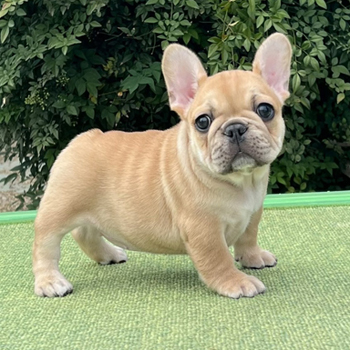 子犬販売で新しいフォーン女の子とブリンドル男の子の写真を紹介！