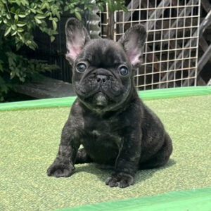 子犬販売で新しいブリンドル男の子の写真を紹介！