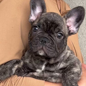 子犬販売でタイガーブリンドル男の子の写真を更新！