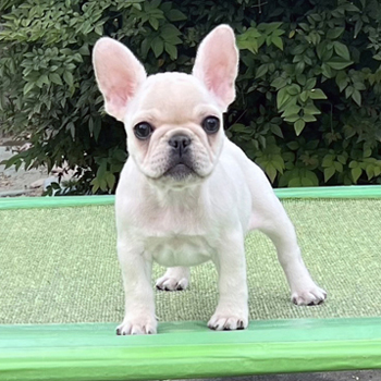 子犬販売で新しいクリーム姉妹の写真を紹介！