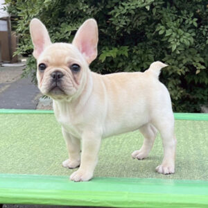 若犬販売でクリーム女の子の写真を紹介！