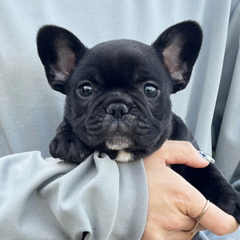 子犬販売で新しいブリンドル・タイガーブリンドル兄弟の写真を紹介！
