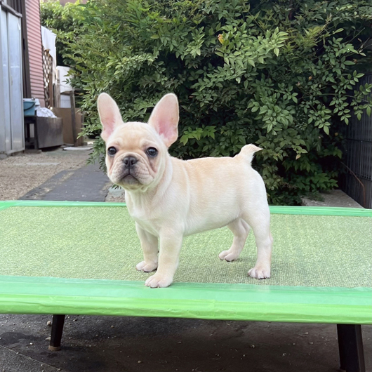 250214CRF-01Wアメリカ系コロコロボディーのフレンチブルドッグのクリーム女の子です。-1