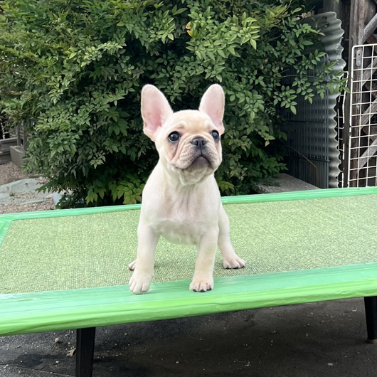 250214CRF-01Wアメリカ系コロコロボディーのフレンチブルドッグのクリーム女の子です。-2