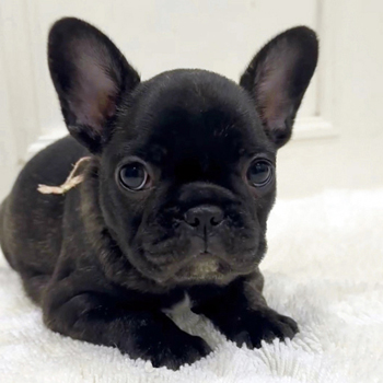 子犬販売で新しいブリンドル女の子の写真を紹介！
