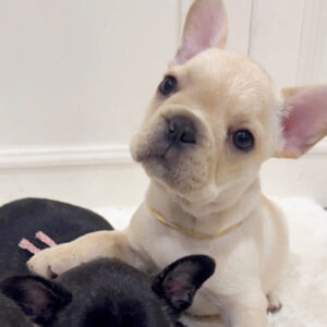 子犬販売で新しいクリーム・ブリンドル姉妹の写真を紹介！