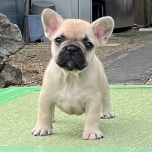子犬販売でフォーン男の子の値段を更新！