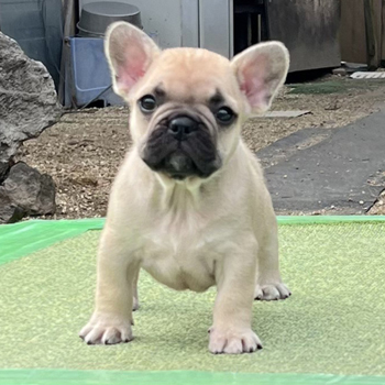 子犬販売で新しいフォーン・ブリンドル兄弟の写真を紹介！