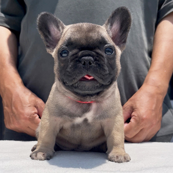 子犬販売で新しいフォーン兄妹の写真を紹介！