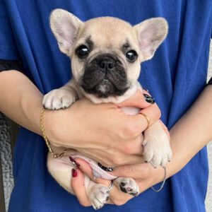 子犬販売でフォーン男の子の写真を紹介！