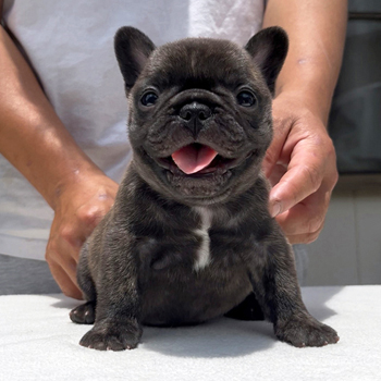 子犬販売で新しいタイガーブリンドル兄弟の写真を紹介！