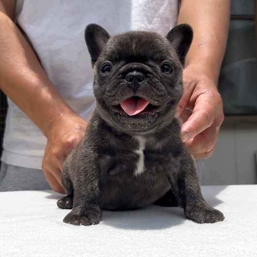 250507BRM-02W可愛いお顔でコロコロボディーのフレンチブルドッグのタイガーブリンドル男の子です。-1