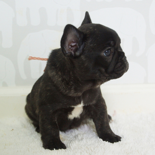 250413BRF-01可愛いお顔でコロコロボディーのフレンチブルドッグのブリンドル女の子です。-2