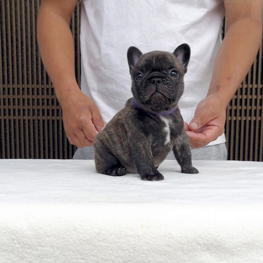 250507BRM-02W可愛いお顔でコロコロボディーのフレンチブルドッグのタイガーブリンドル男の子です。-2