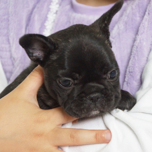 250413BRF-01可愛いお顔でコロコロボディーのフレンチブルドッグのブリンドル女の子です。-3