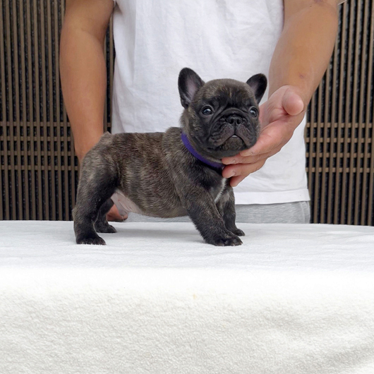 250507BRM-02W可愛いお顔でコロコロボディーのフレンチブルドッグのタイガーブリンドル男の子です。-3