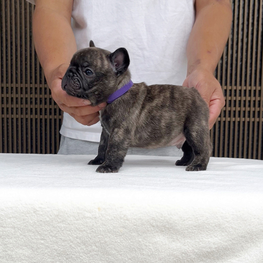 250507BRM-02W可愛いお顔でコロコロボディーのフレンチブルドッグのタイガーブリンドル男の子です。-4