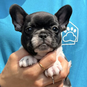 子犬販売で新しいパイド・ブリンドル兄妹の写真を紹介！