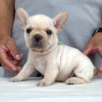 子犬販売で新しいクリーム兄弟の写真を紹介！