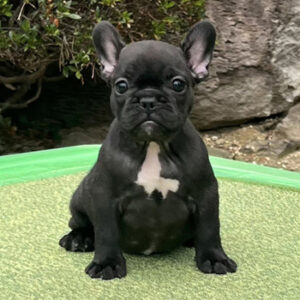 若犬販売でブリンドル女の子の写真を紹介！