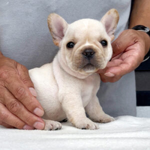 若犬販売でクリーム兄弟の写真を紹介！