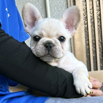 子犬販売で新しいクリーム兄妹の写真を紹介！
