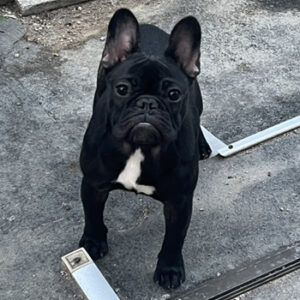 若犬販売でブリンドル女の子の値段と写真を更新！