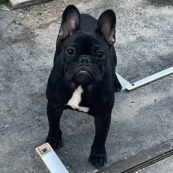 若犬販売でブリンドル女の子の値段と写真を更新！