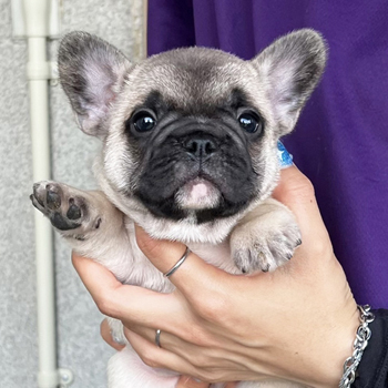 子犬販売で新しいフォーン・ブリンドル兄妹の写真を紹介！