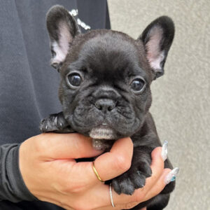 若犬販売でブリンドル兄妹の写真を紹介！
