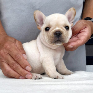 子犬販売で新しいクリーム兄妹の写真を紹介！