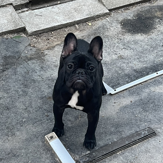 250515BRF-01W可愛いお顔でコロコロボディーのフレンチブルドッグのブリンドル女の子です。-1