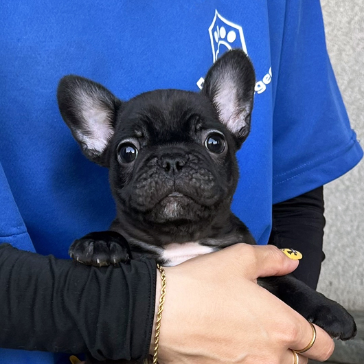 250531BRF-01Wアメリカ系コロコロボディーのフレンチブルドッグのブリンドル女の子です。-1