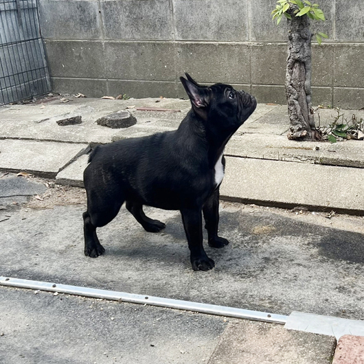 250515BRF-01W可愛いお顔でコロコロボディーのフレンチブルドッグのブリンドル女の子です。-2