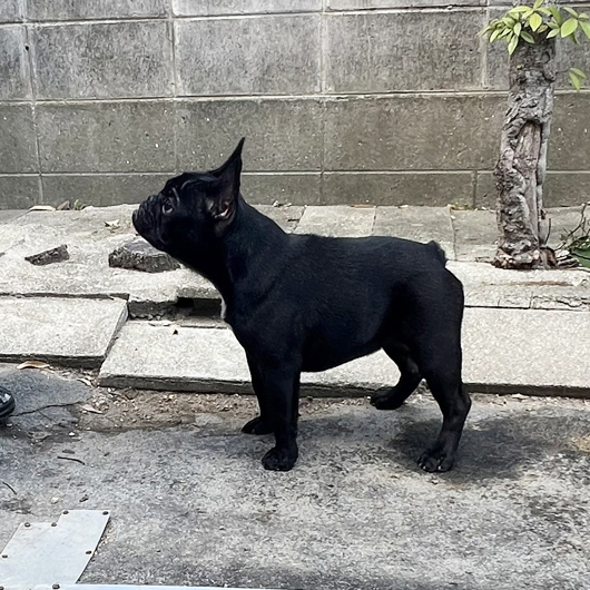 250515BRF-01W可愛いお顔でコロコロボディーのフレンチブルドッグのブリンドル女の子です。-3