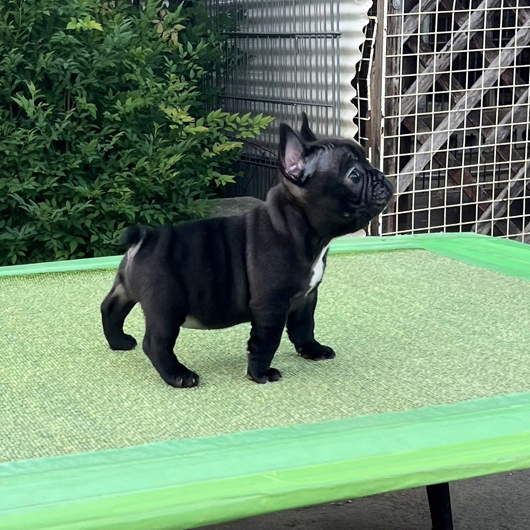 250531BRF-01Wアメリカ系コロコロボディーのフレンチブルドッグのブリンドル女の子です。-2