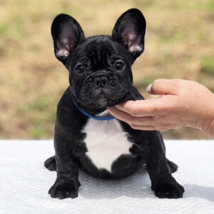 子犬販売でブリンドル男の子の写真を更新！