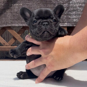 子犬販売で新しいブリンドル兄弟の写真を紹介！