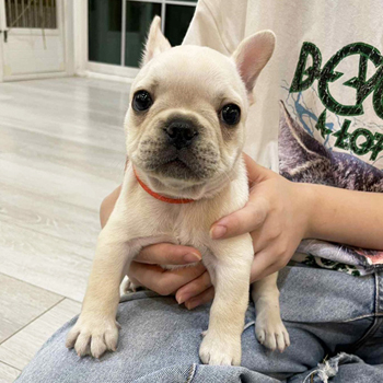 子犬販売で新しいクリーム兄弟の写真を紹介！