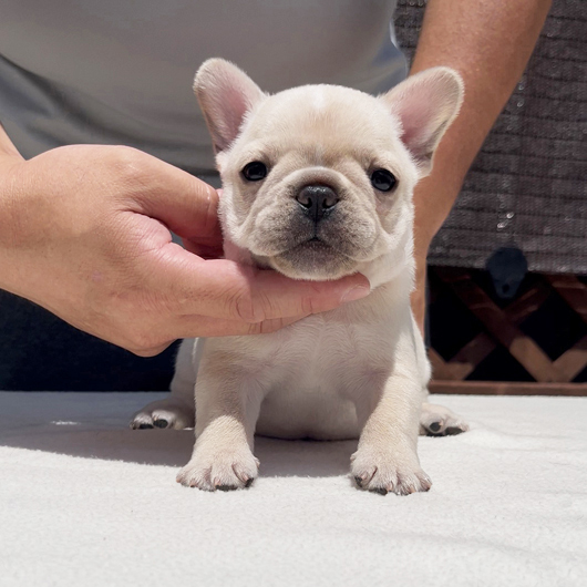 250701CRF-01アメリカ系コロコロボディーのフレンチブルドッグのクリーム女の子です。-3