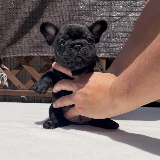 250701BRM-01可愛いお顔でコロコロボディーのフレンチブルドッグのブリンドル男の子です。-1