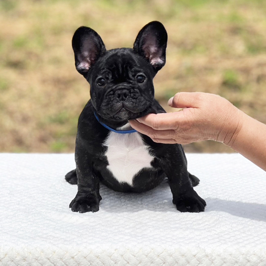 250620BRM-02W骨太で健康的なボディーと大きな顔が可愛いフレンチブルドッグのブリンドル男の子です。-1