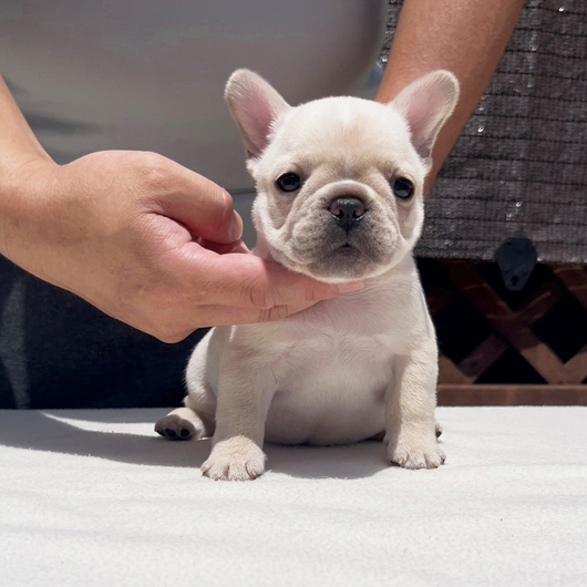 250701CRF-01アメリカ系コロコロボディーのフレンチブルドッグのクリーム女の子です。-1