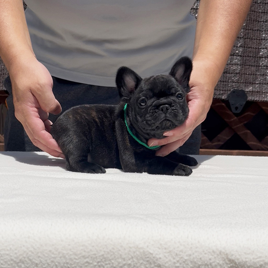 250701BRM-01可愛いお顔でコロコロボディーのフレンチブルドッグのブリンドル男の子です。-2